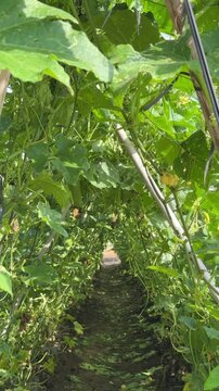 Vertical view shows curling luffa shoots spreading across bamboo frames forming layered vegetation surfaces within a managed plantation area. Vegetable plantation.