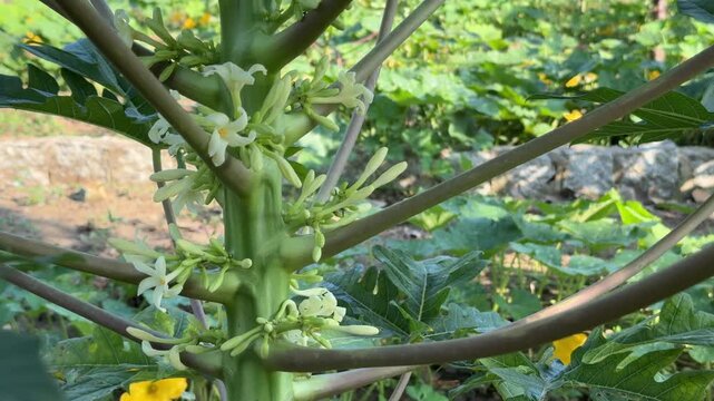 Papaya flowers open along the tree trunk forming small pale blossoms attached directly to the stem within a plantation area during flowering stage. Plant growth.