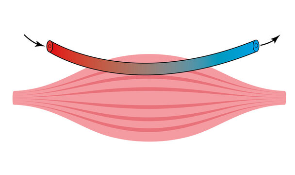 Diagram of Blood Circulation and Gas Exchange in Skeletal Muscle.