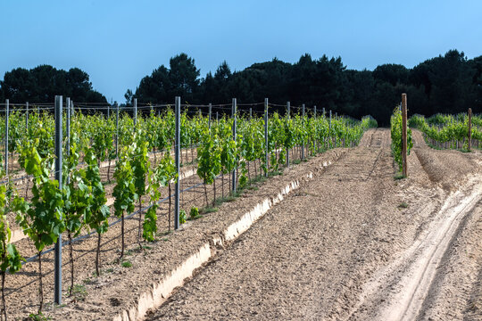 View of young grapevines growing in neat rows with a metal trellis system on sandy soil under a clear blue sky in Setubal, Setubal, Portugal.