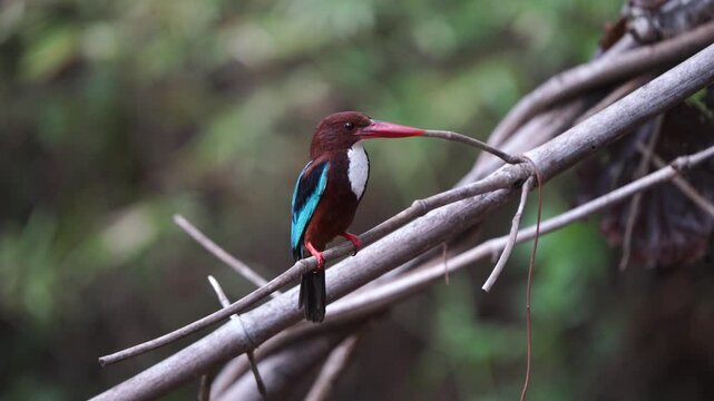 White-throated Kingfisher birds in Thailand and South-east Asia. 