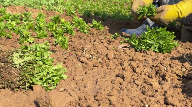 A farmers hand presses basil seedlings into cultivated soil after positioning plants along organized planting rows inside an outdoor herb growing field. Crop planting.