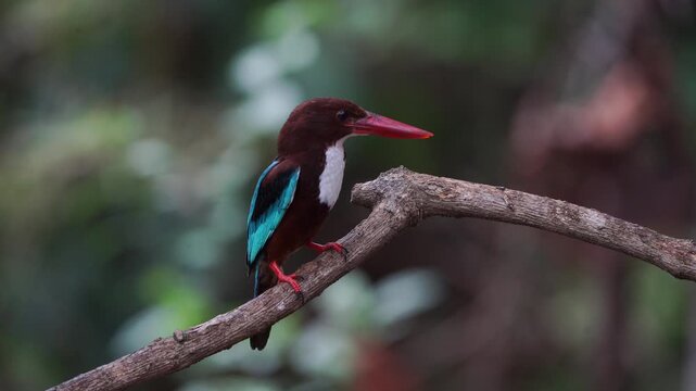 White-throated Kingfisher birds in Thailand and South-east Asia. 