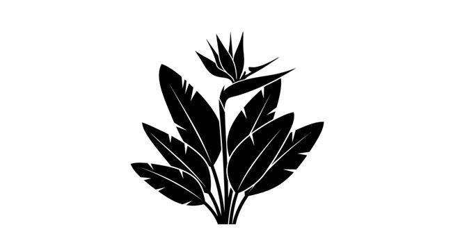 Black Silhouette of a Bird of Paradise Flower Plant.