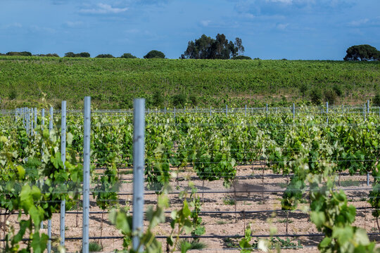 View of a lush vineyard with young green vines growing on metal trellises under a blue sky in Setubal, Setubal, Portugal.