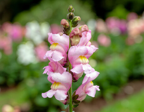 Vibrant pink Snapdragon flowers in full bloom, ina backyard garden. Ai