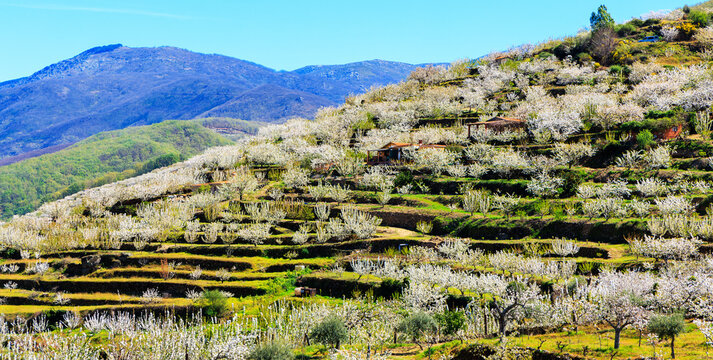 cherry blossom trees in bloom on terraced hills in valle del jerte spain