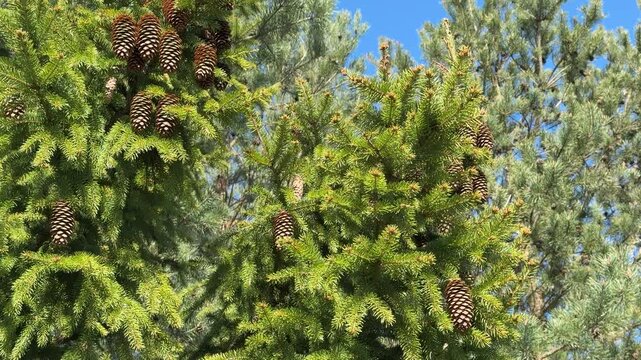 Fir tree with cones blue sky lush evergreen canopy bathed in sunlight showcasing clustered cones and dense needles close-up