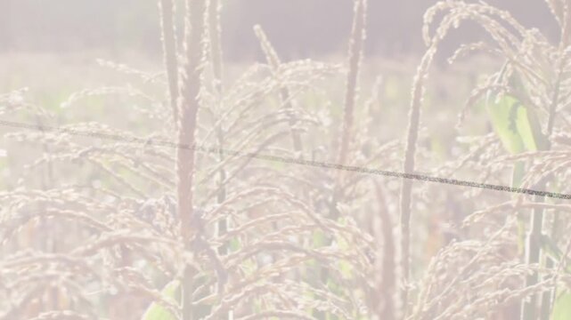 Close-up mature grain stalks swaying as camera panning revealing backlit drooping panicles and wire