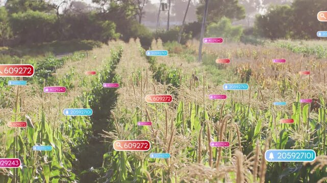 Single badge appearing above maize row, data badges spreading and drifting, annotating crop health