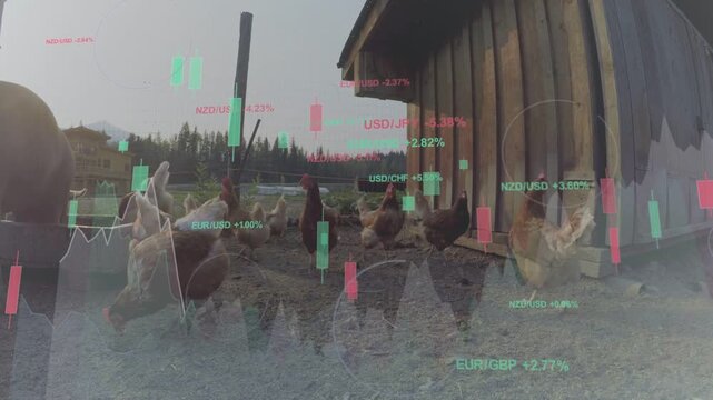 Ground-level clip starting with market overlay shifting, flock moving and pecking to enter coop