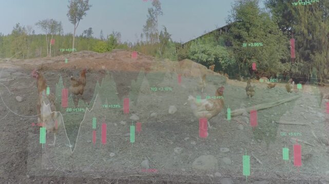 Brown hen moving to lens after flock moving, pecking and seeking food with price bars overlaying