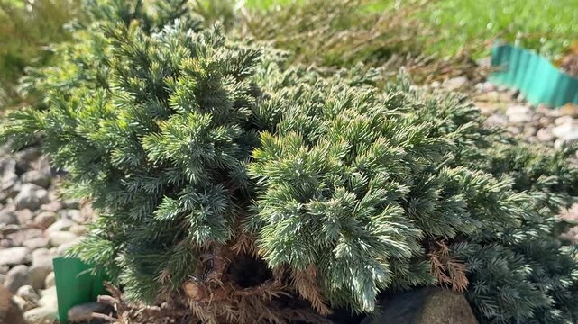 Close-up common juniper on gravel bed spring day lighting, low groundcover shrub framed by decorative stones, dense needle foliage