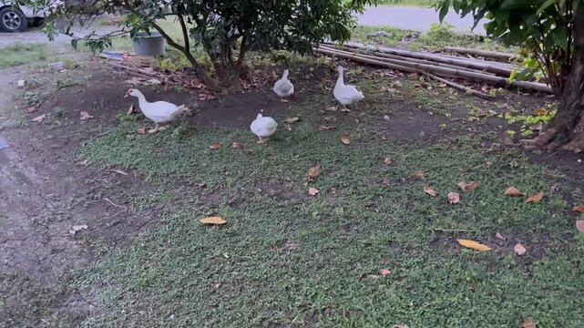 White Geese Walking on Green Grass in the Backyard