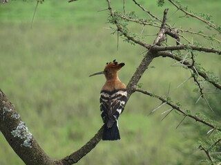 African Hoopoe (Upupa africana) © Aurora