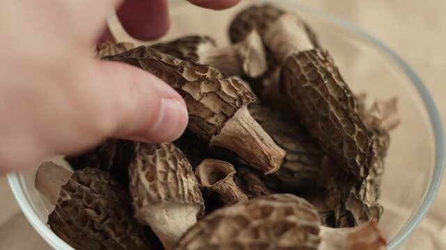 Touching, inspecting dried morels by hand, closeup. Person takes delicacy mushroom, turns, puts back into glass bowl. Inspection of exclusive wild harvested ingredients before dish preparation.