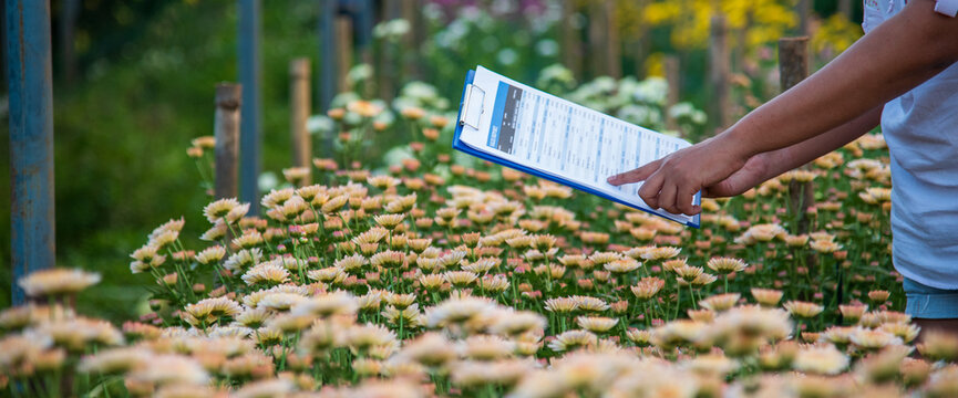 Cultivated Plant" Images  Browse 29,091 Stock Photos, Vectors, and Video |  Adobe Stock