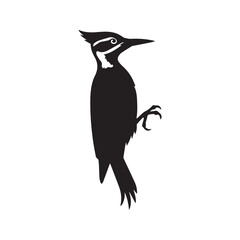 Obraz premium Black silhouette of a woodpecker bird isolated on white background vector illustration 