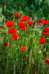 Obraz premium Group of red poppy flowers blooming in wild green meadow under natural sunlight.