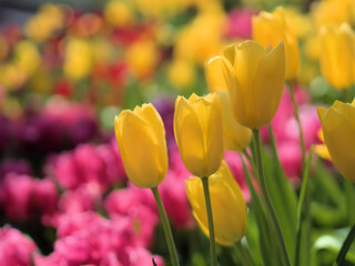 Obraz premium 晴れた4月に鮮やかに咲いたチューリップの花