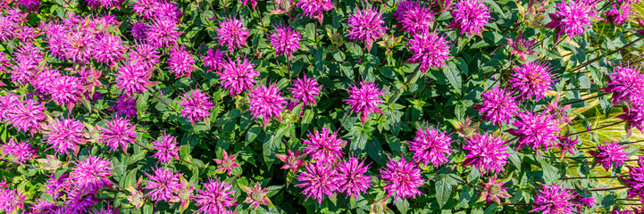 Fototapeta premium Bright pink flowers bloom in a garden showing many plants under sunlight during summer season