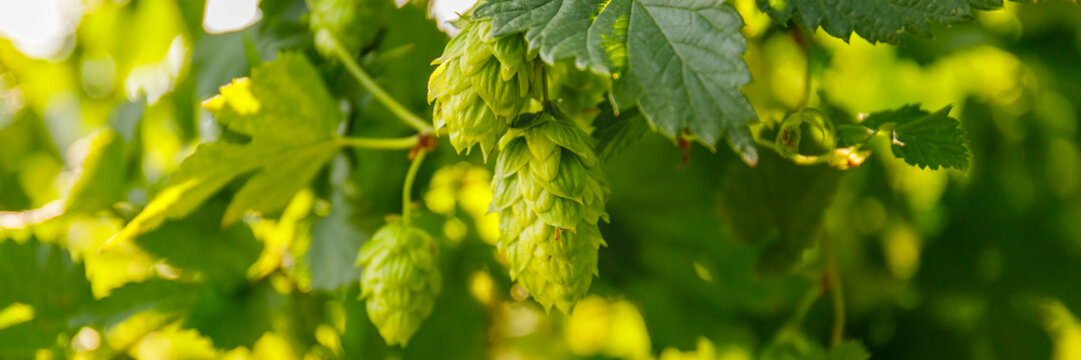 Hops grow on vines in a warm garden during the late afternoon hours of summer