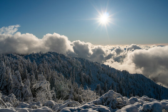 View of Salatin mountain peak with snow-covered pine trees above a thick sea of clouds under a bright winter sun in Liptovska Stiavnica, Zilinsky kraj, Slovakia.