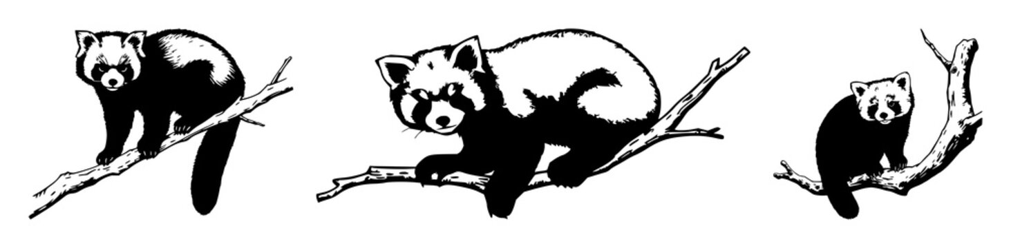 Red panda set with detailed woodcut style illustration of a branch featuring woodcut, vintage, wildlife with red fur and forest background