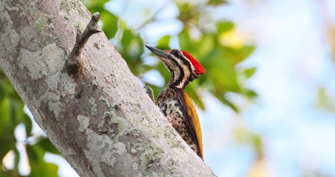 Common Flameback woodpecker (Dinopium javanense) peeking from behind a tree trunk in a tropical forest during daytime. Close-up shot of bird behavior in natural habitat.