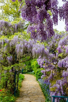 Wisteria vines cover a stone path in a garden during springtime with sunlight filtering through the flowers