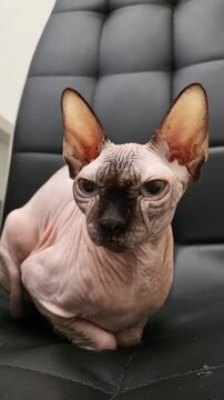 Close up of a Sphynx cat head, unique hairless feline features, domestic pet care and wellness.
