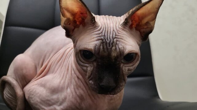 Hairless Sphynx cat sitting on a grey surface, exotic pet companion, minimalist animal photography.