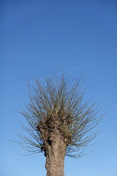 Kopfweide - Fr&uuml;hling - beschnitten