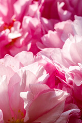Obraz premium Pink flowers bloom in a garden during springtime with sun shining brightly