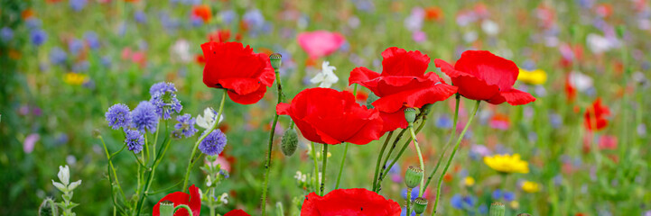 Fototapeta premium Bright red poppies and wildflowers bloom in a field during spring in a sunny location