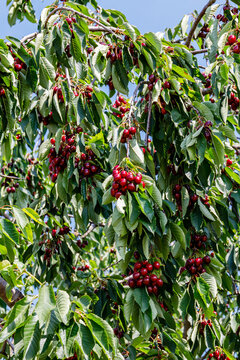 Cherry tree with ripe cherries hanging from branches on a sunny day in a orchard setting