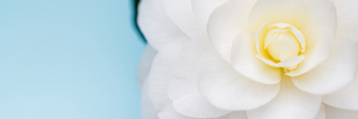 Fototapeta premium White flower close up with pale blue background showcasing the delicate petals and inner structure of the bloom during daylight