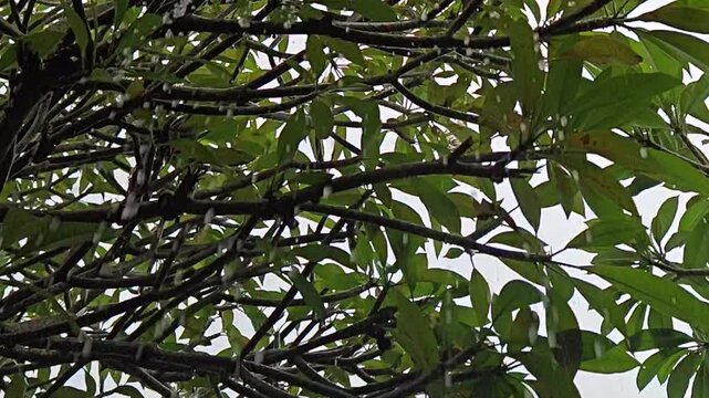 Raindrops Falling on Green Plumeria Frangipani Tree Leaves in Close-up