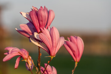 Obraz premium pink lily in the garden