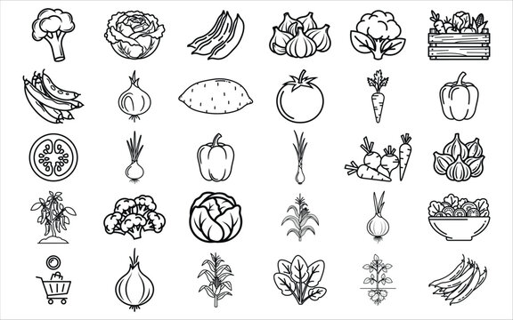Hand drawn collection of various fresh organic vegetable icons and symbols