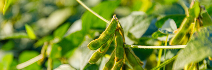 Fototapeta premium Soybean plants grow in a field under sunlight in the afternoon hours of summer