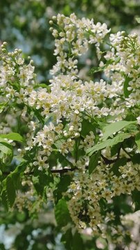 Vertical video. Spring season. Tranquil nature calm background. Prunus padus blossoms sways in wind. 