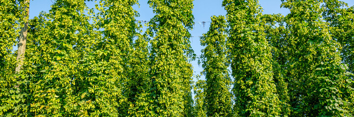 Fototapeta premium Tall green hop plants grow in a field on a sunny day in a rural area during summer