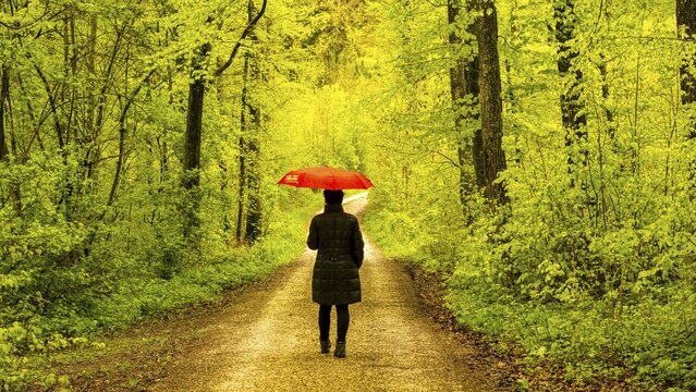 Woman, 50-55, forest path in spring, Beech (Fagus sylvatica), Swabian Alb, Baden-W&uuml;rttemberg, Germany