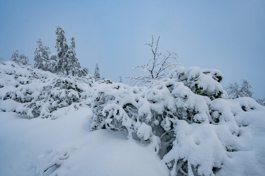 View of the snow-covered slopes of Salatin with frozen pine trees and bushes under a misty winter sky Liptovska Stiavnica, Zilinsky kraj, Slovakia.