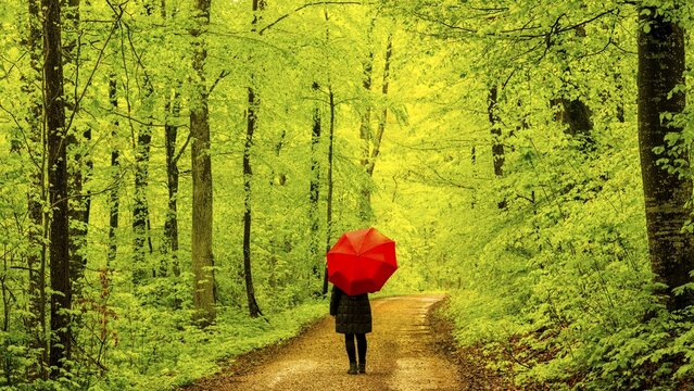 Woman, 50-55, forest path in spring, beech trees (Fagus sylvatica), Swabian Alb, Baden-W&uuml;rttemberg, Germany
