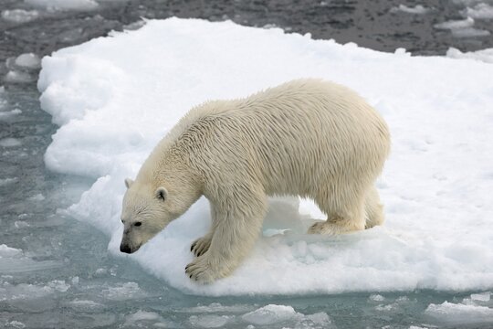 Polar Bear (Ursus maritimus) standing on pack ice, Spitsbergen Island, Svalbard Archipelago, Svalbard and Jan Mayen, Norway