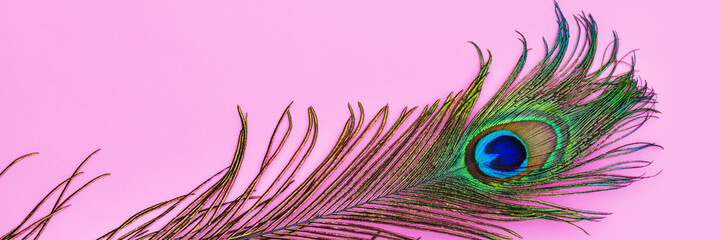 Fototapeta premium Peacock feather lies on a pink background showcasing bright colors and unique patterns near the center of the image