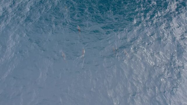 Aerial 4K drone footage of wild dolphins pod swimming in the Atlantic Ocean near Faial Island, Azores, Portuga
