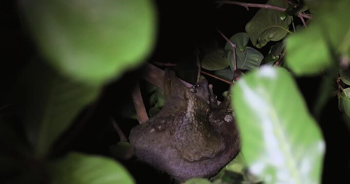 Baby Sunda flying lemur clinging to tree branch in tropical rainforest at night. Exotic wildlife conservation and biodiversity education.